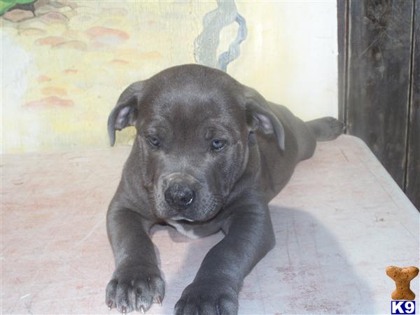American Pit Bull Puppies in TX